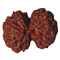 Rudraksha Calculator: Know Rudraksha to wear as per Kundli